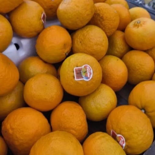 

Buah jeruk wokam manis super import 1 kg