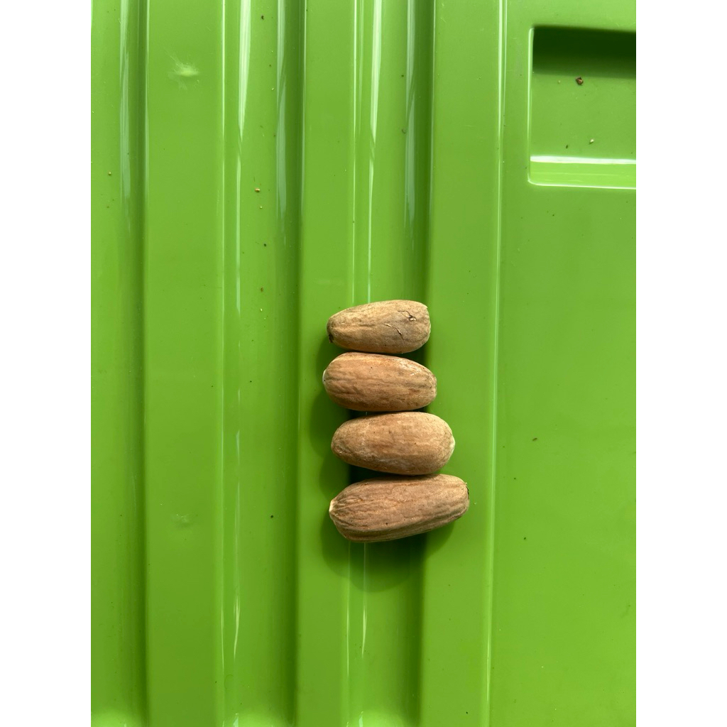 

Biji Paka Kualitas Super Fak Fak Papua (Terkupas) 5kg kualitas premium