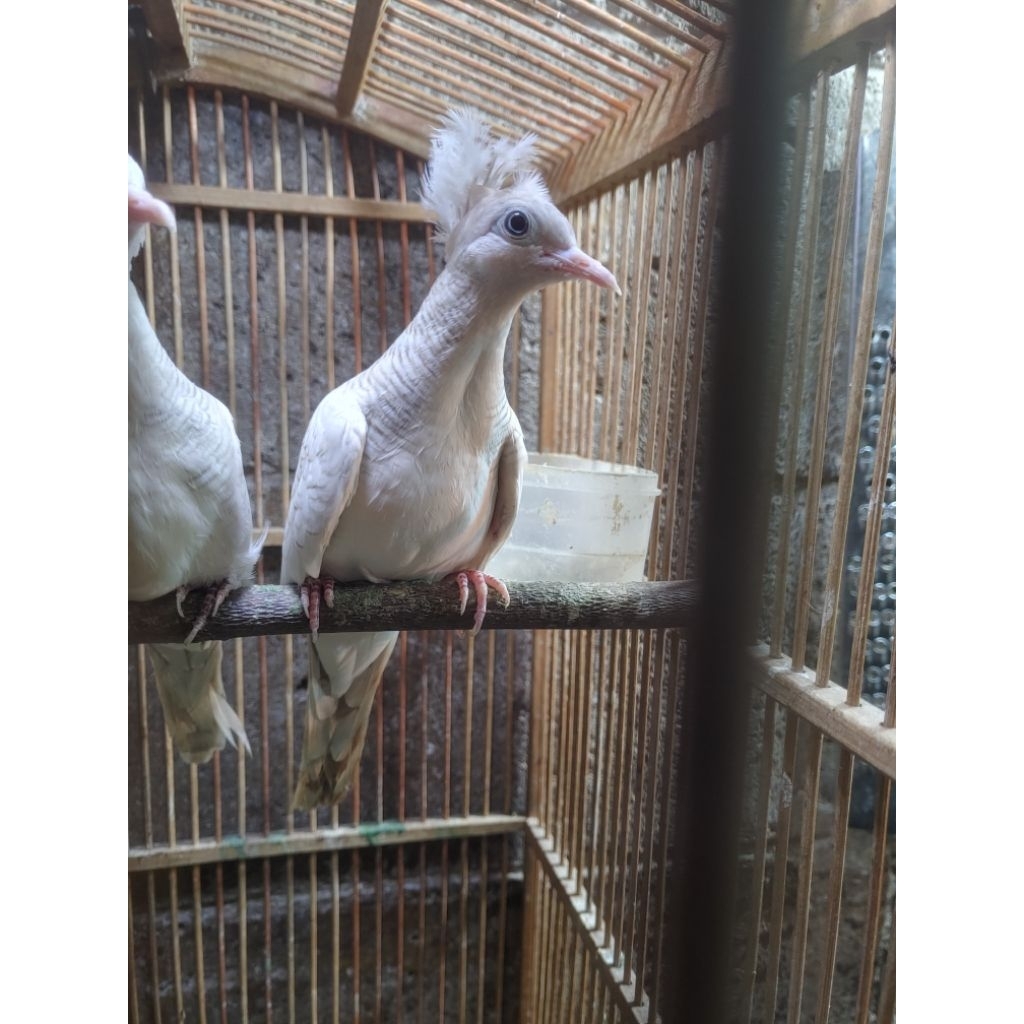 PERKUTUT PUTIH KATURANGGAN SONGGO RATU  SEPASANG