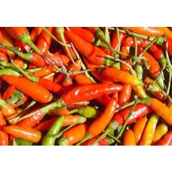 

1kg cabe rawit harga grosir murah