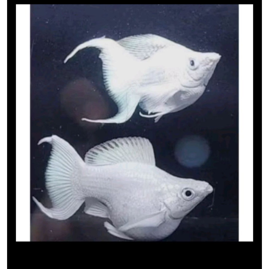 

stiker moly platinum balon Cawang uk besar❗