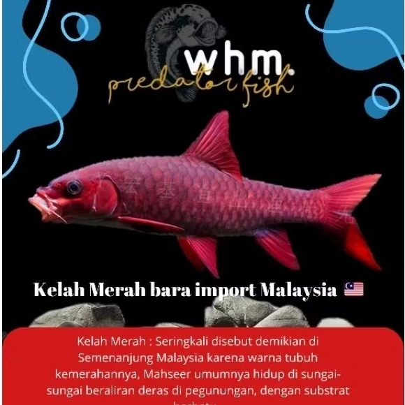 Kelah Merah Bara 5-6 cm import malaysia 🇲🇾 (backup)