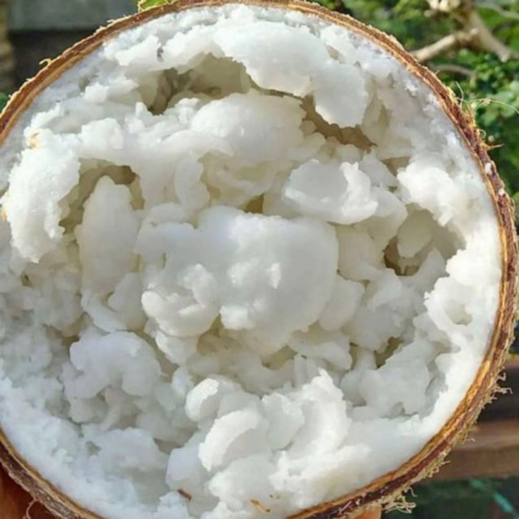 

KELAPA KOPYOR ASLI COCONUT/buah