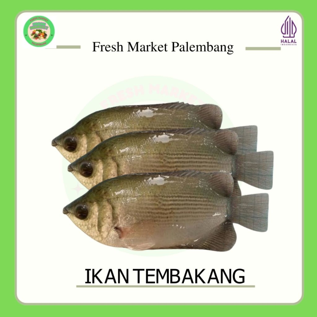 

IKAN TEMBAKANG/SAPIL -Fresh Market Palembang-
