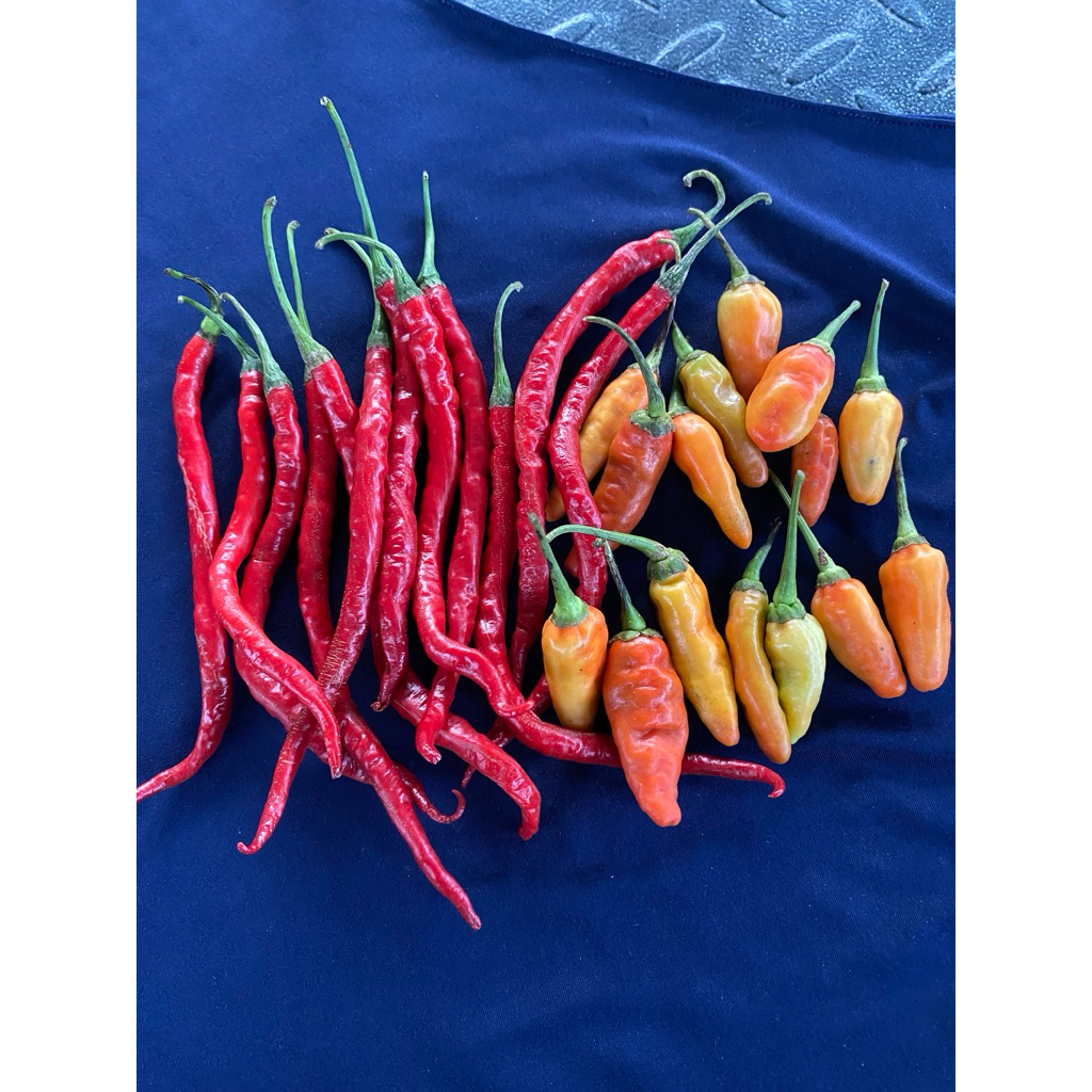 

CABE KERITING 250gr MIX CABE PRENTUL 250gr