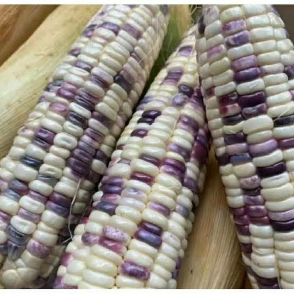 Benih JAGUNG BELANG Jagung Ketan Pulut Pelangi Ungu Putih