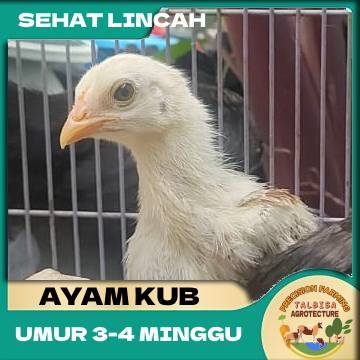 Anak Ayam Kampung KUB | Usia 3-4 Minggu | Ayam Kampung Unggul Balitnak | Sudah Siap dan Kuat Dipelih