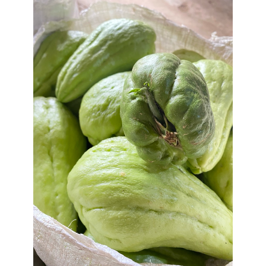 

Benih Labu Siam / Bibit Labu Siam Anggur Super