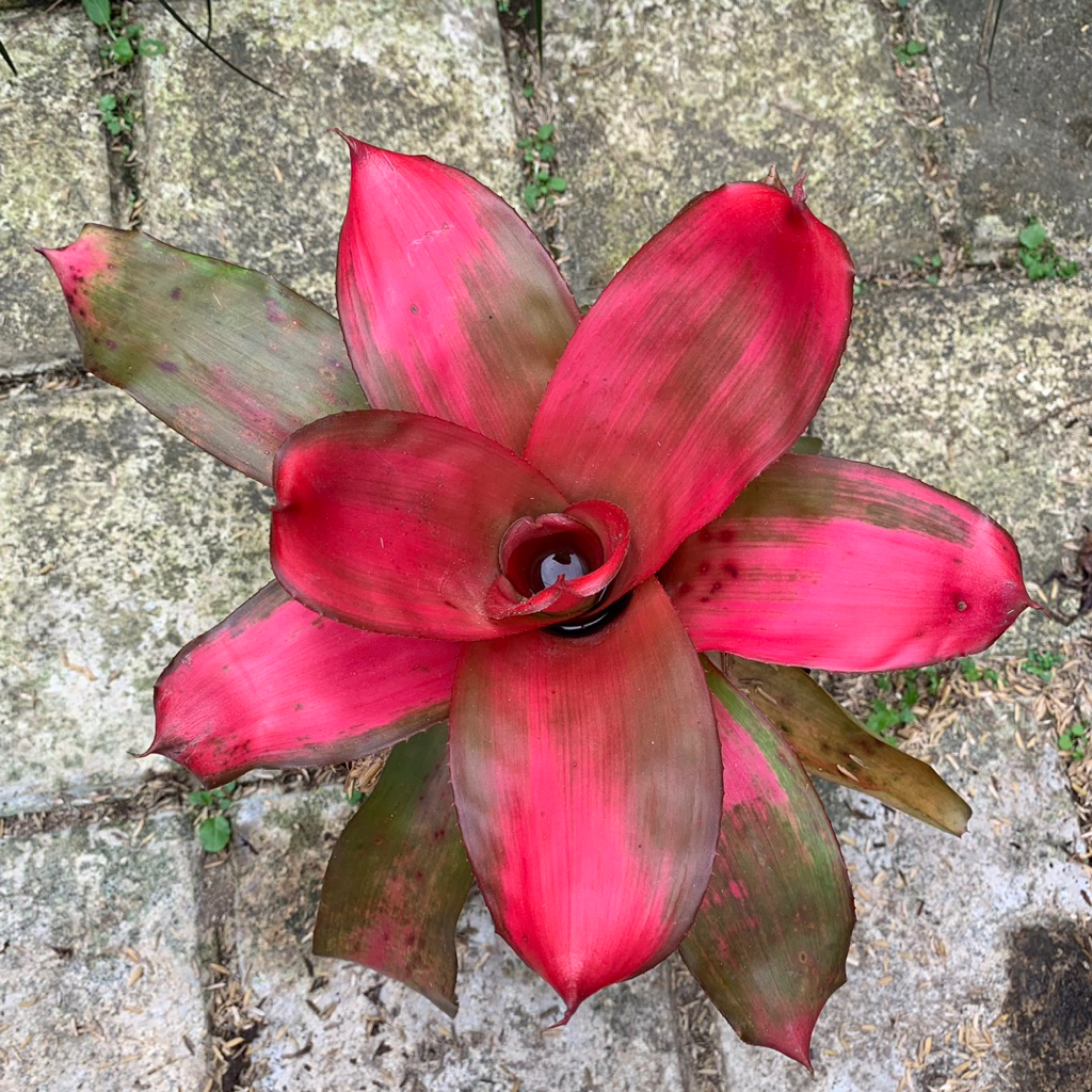 tanaman bromelia ping deby - bromelia ping deby - bromelia cantik