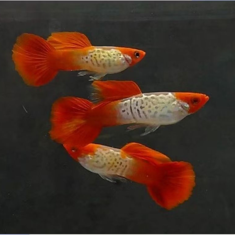gUppy ss koi 1 pair