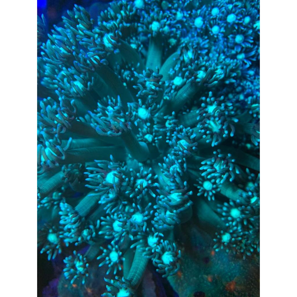 Koral /Coral Batu Jeruk Hijau