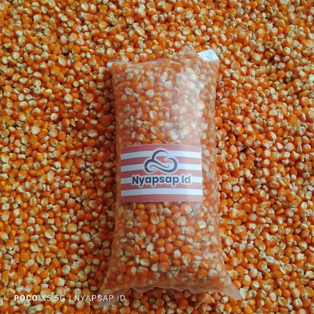 

jagung pipil Madura 1kg kering dan bersih langsung dari petani lokal