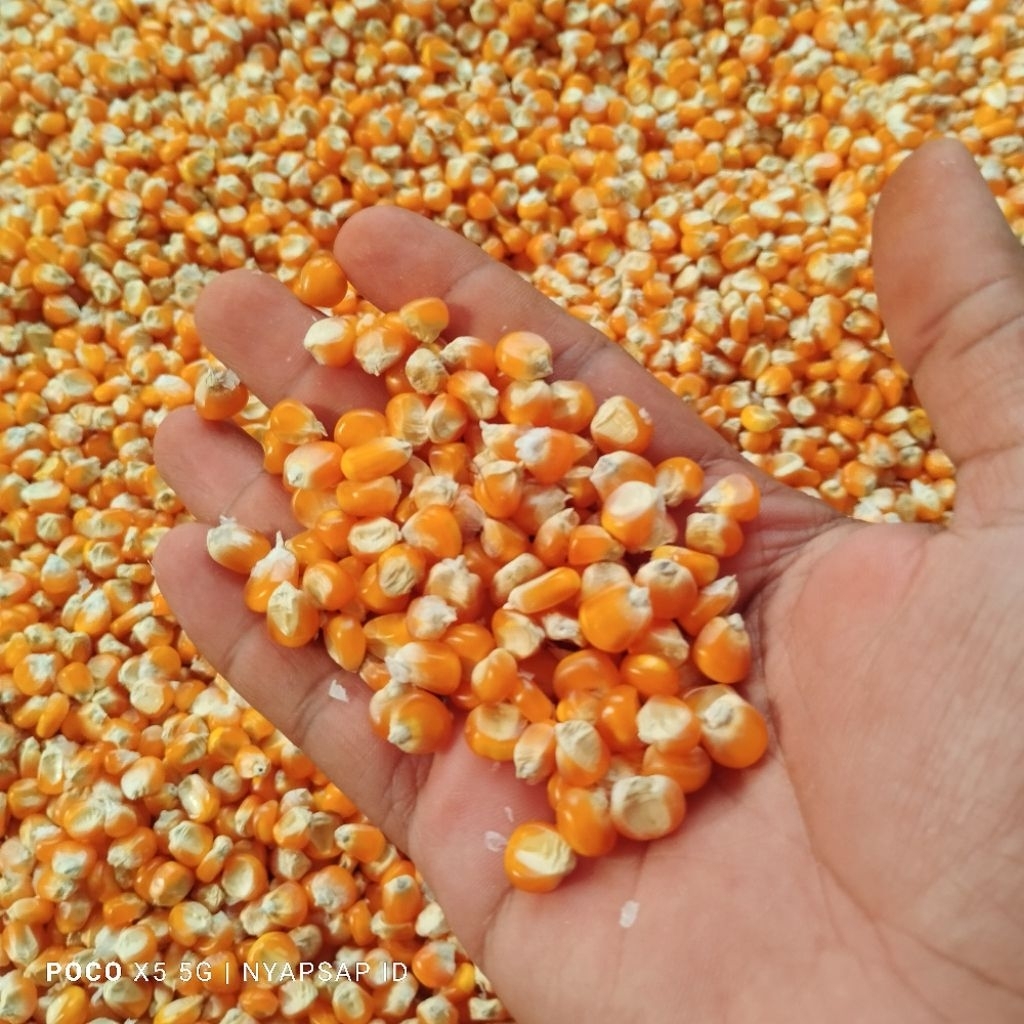 

jagung asli madura bersih kualitas sangat super karna di sortir sebelum memipil hasil dari petani lokal di Madura