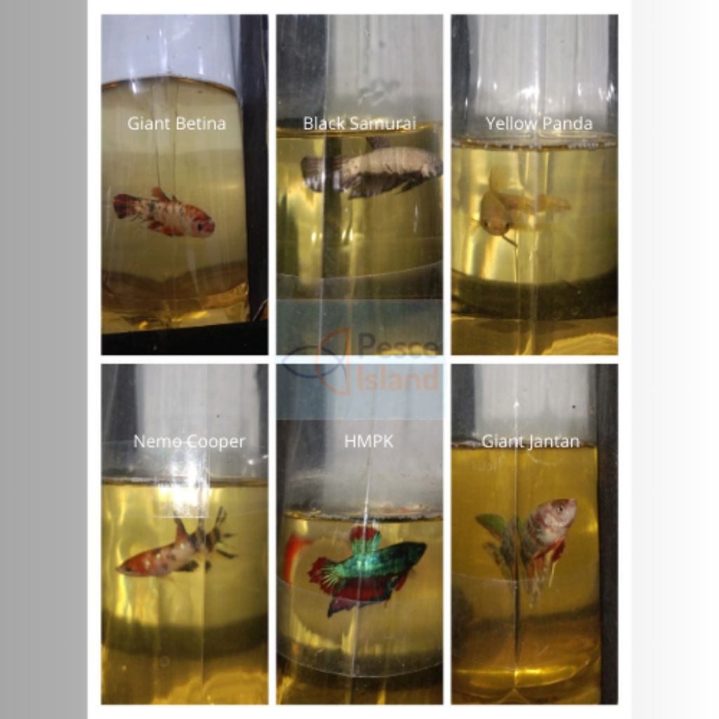 Ikan Cupang Giant/Ikan Cupang HMPK/Ikan Cupang Nemo/Ikan Cupang Black Samurai/Ikan Cupang Yellow Pan