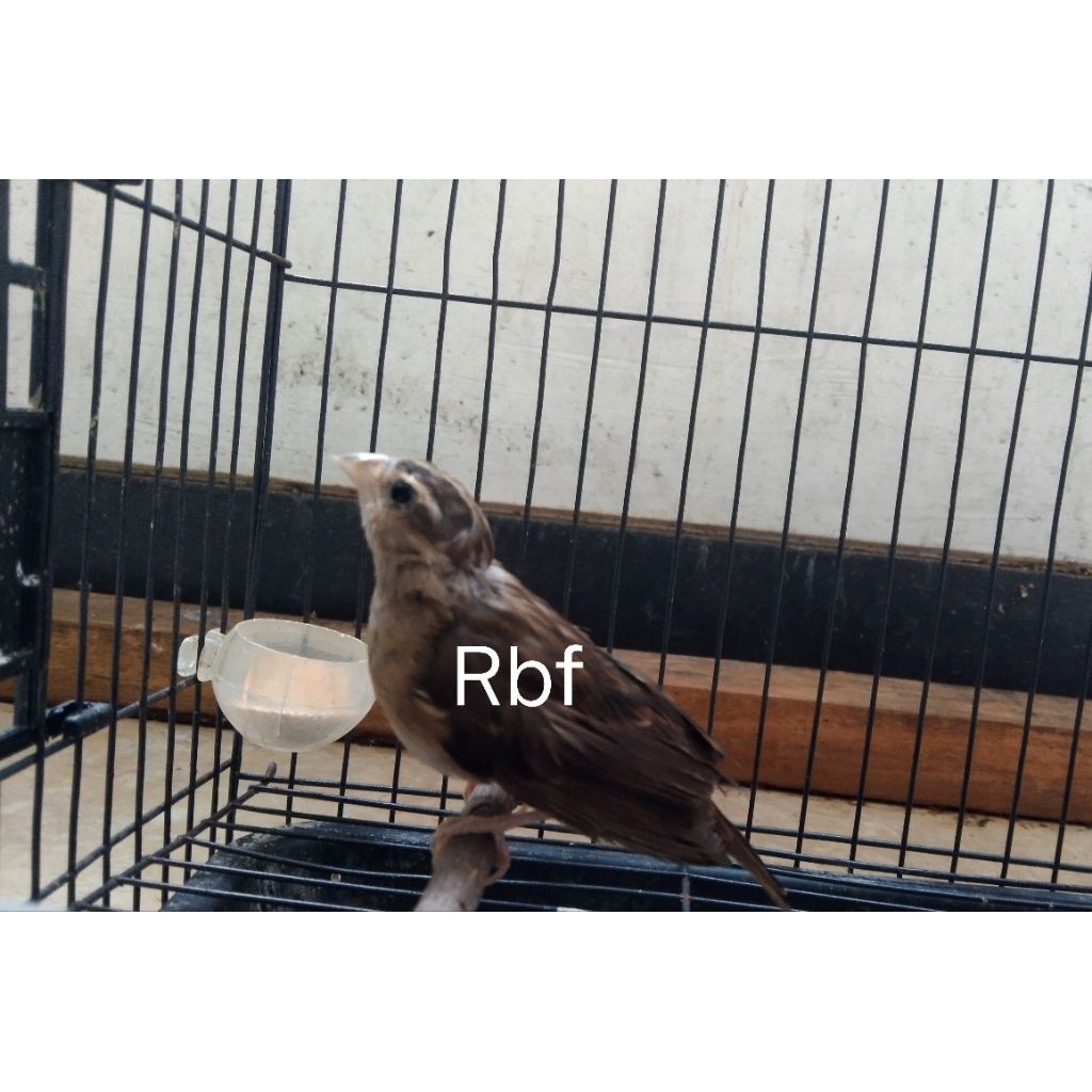 burung indigo village betina dewasa