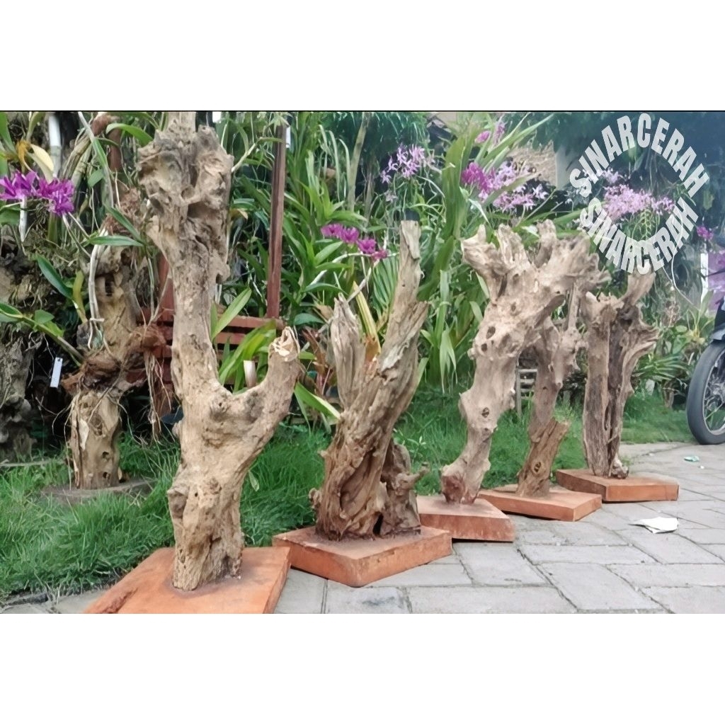 Bonggol Kayu Kopi Media Tempal anggrek -Kayu posil media tanam anggrek