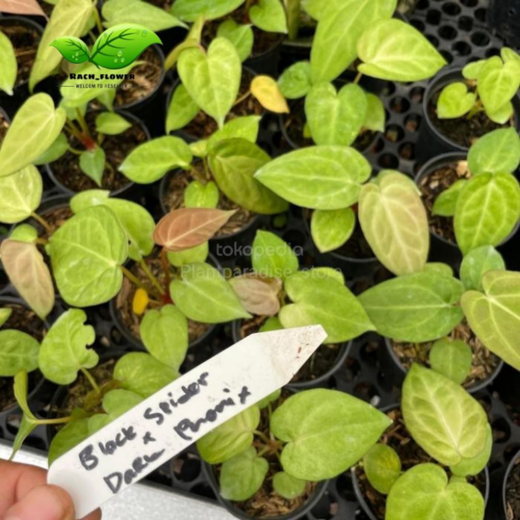 Tanaman anthurium black spider x Anthurium dark phoenix - kuping gajah hybrid koleksi