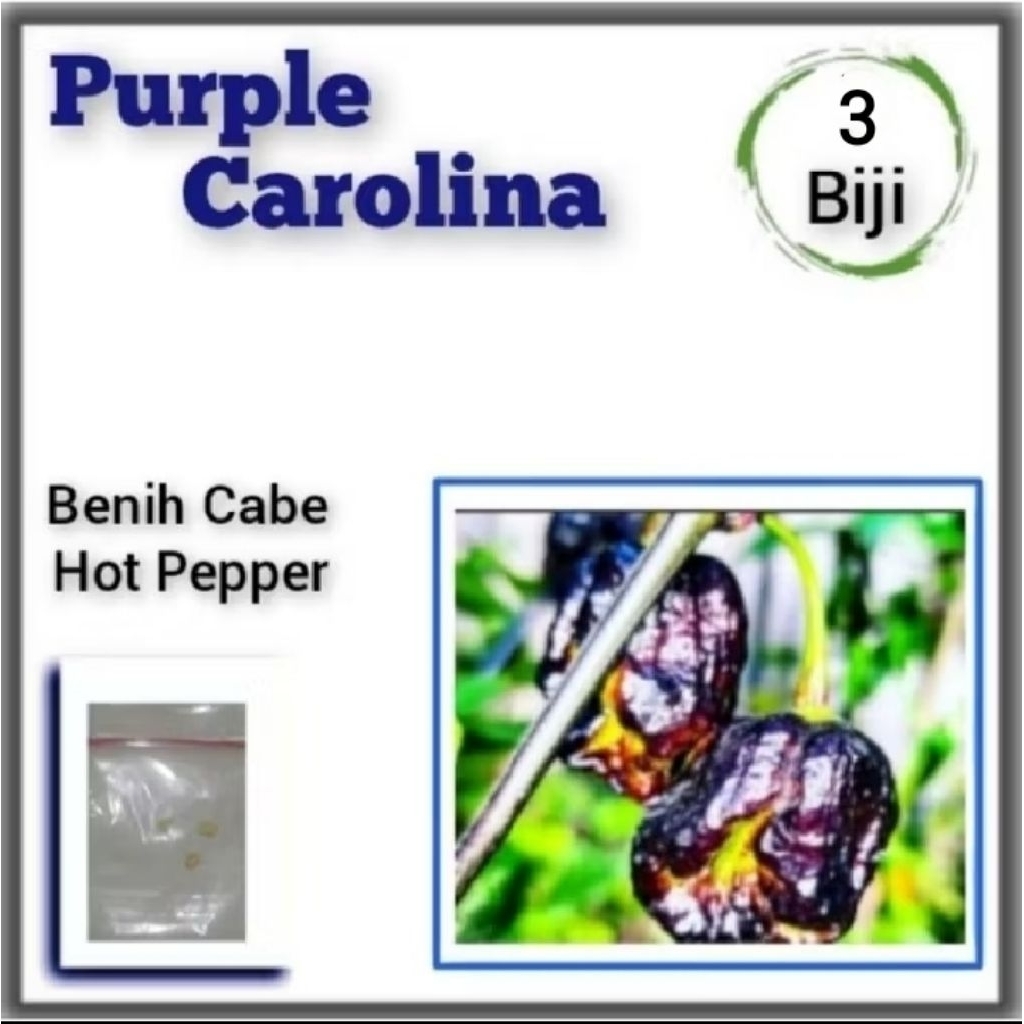 Benih Cabe Carolina Reaper Ungu F1 Hibrida