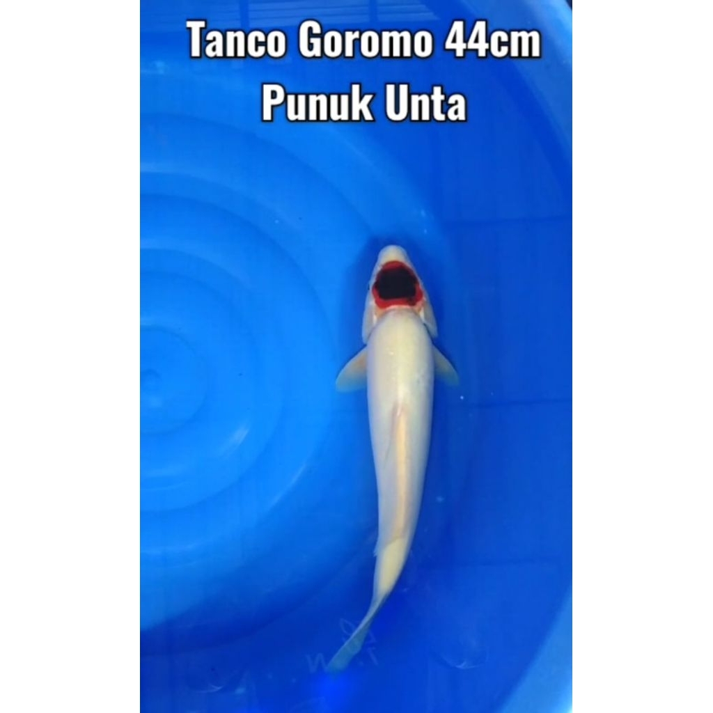 Koi Tanco Goromo size 44cm High Quality