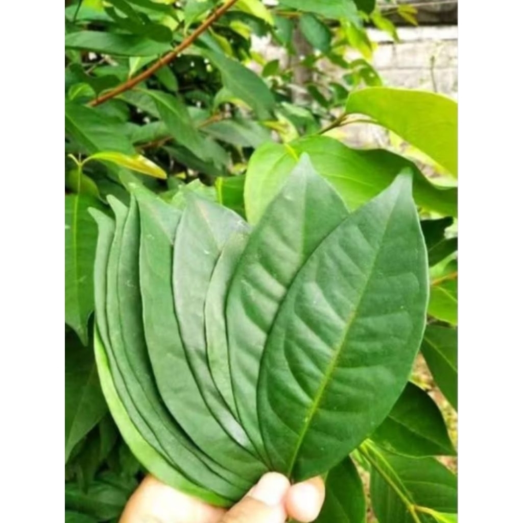 

daun salam fres 100gr