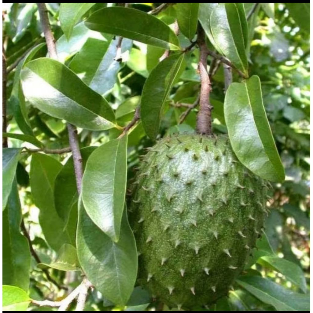 

Daun sirsak segar 100 lembar Rp.12000