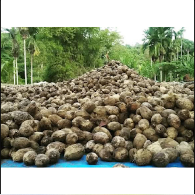 

1 Buah Pinang Kering (Areca catechu) Buah Jambe Kering