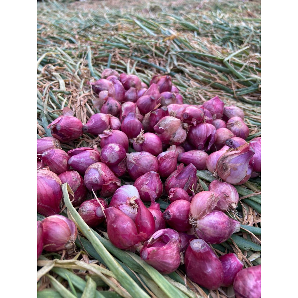 

PROMO!!!BAWANG MERAH SUPERR|LANGSUNG DARI PETANI