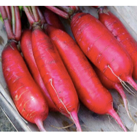 

Lobak Merah Medan Daily Market