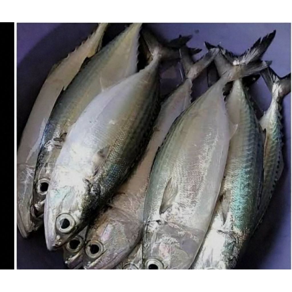 

IKAN KEMBUNG GEPENG