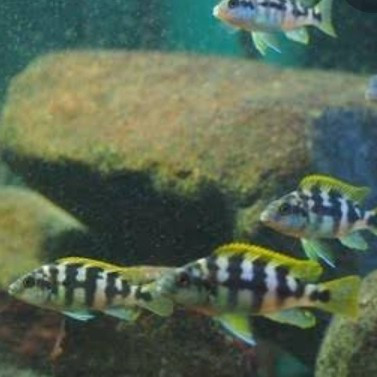 Petrotilapia Chitimba Bay Mbuna Cichlid 6,5 - 7 cm an