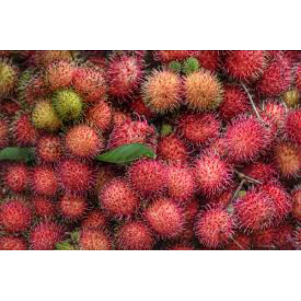 

rambutan binjai segar berkualitas