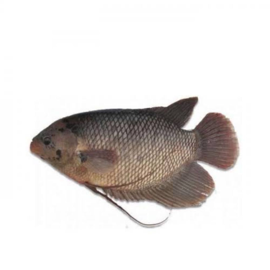 

Ikan Gurame 500 gr