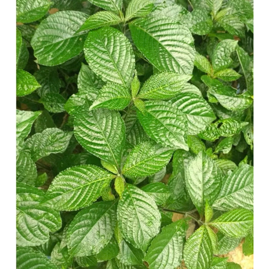 

Daun herbal kibeling obat alami per 1 kg