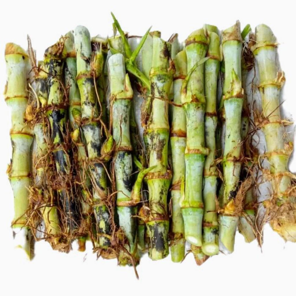 bibit rumput odot super jual per stek odot jumbo