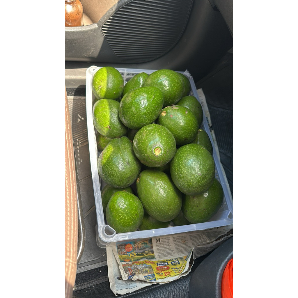 

Alpukat Mentega