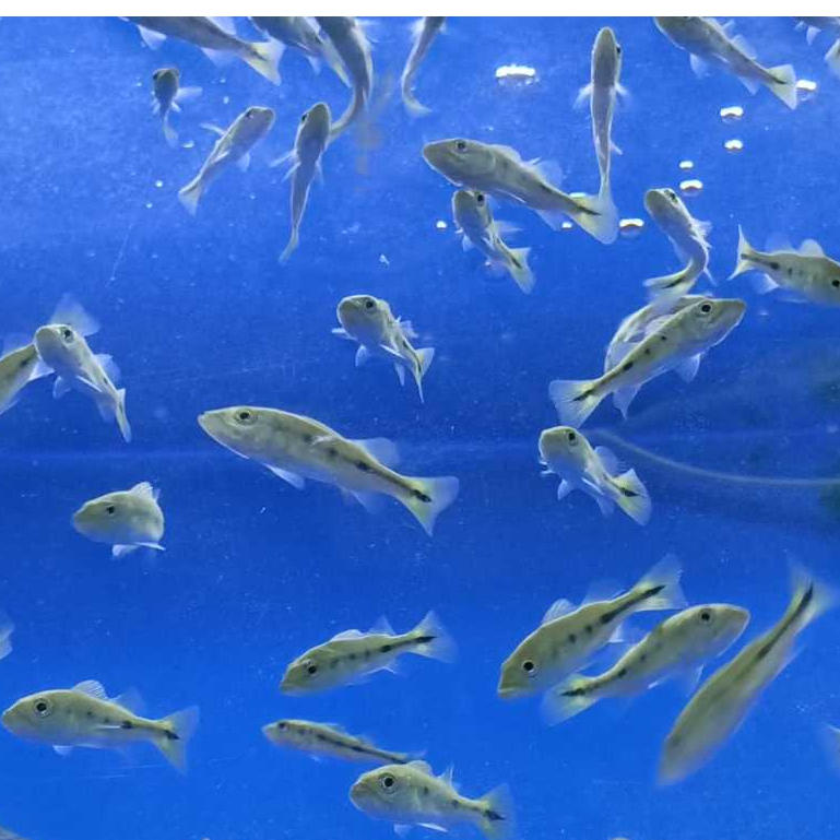 Ikan Hias Pbass Mono 5cm