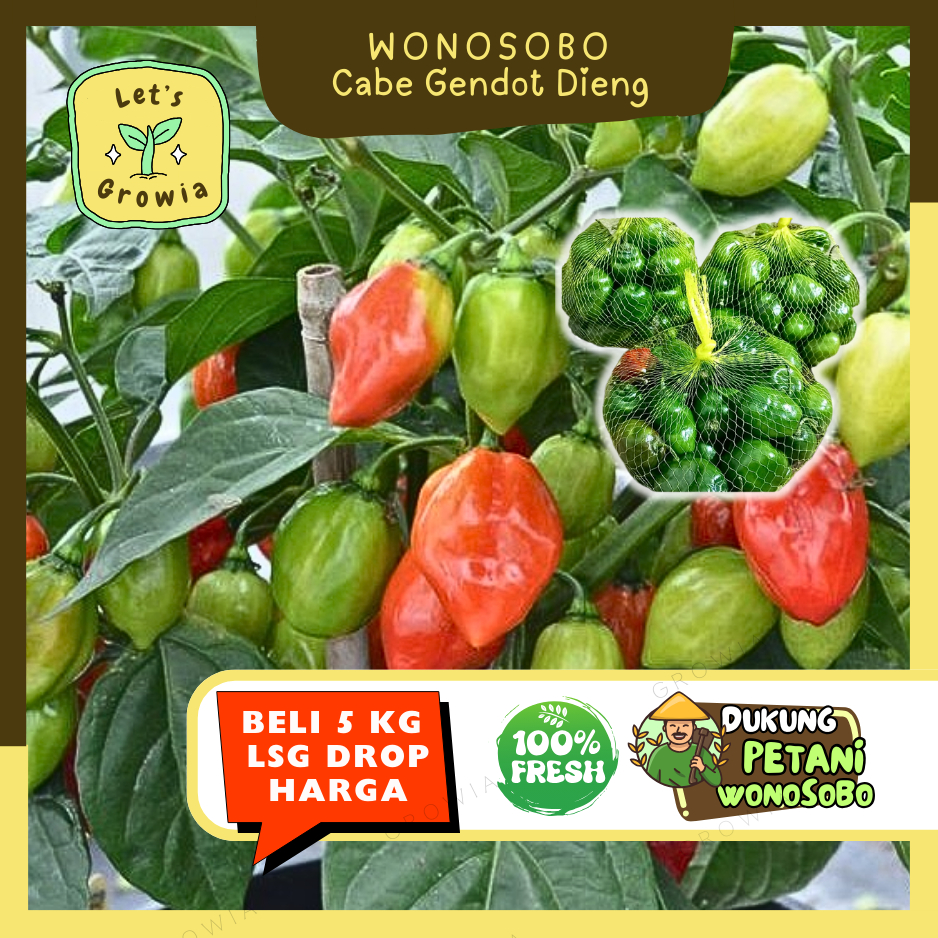 

Growia || Cabe Gendot Asli Wonosobo (Merah Hijau) -- Hasil Petani Langsung Ecer (H)