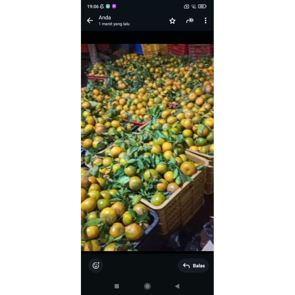 jeruk siam madu malang