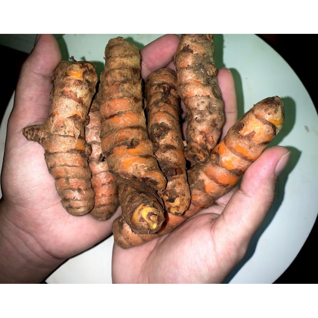 

Kunyit segar berkualitas 500 gram