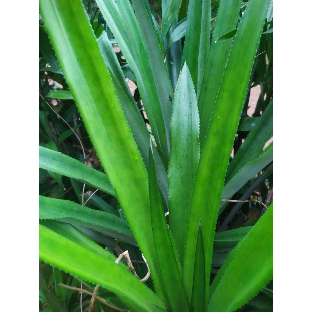 

Daun nanas muda 500 gram