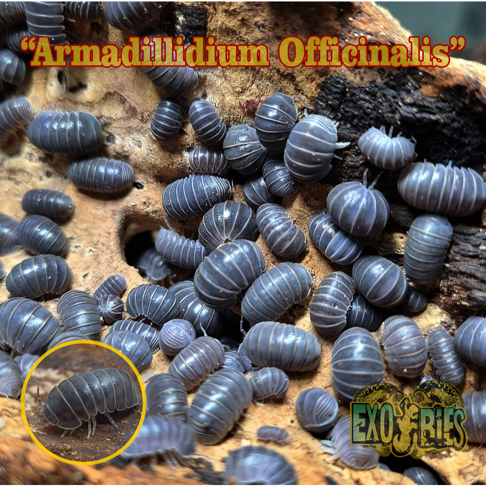 Armadillidium Officinalis Isopod Pengurai Bioactive Paludarium Dan Vivarium Hissing Isopod