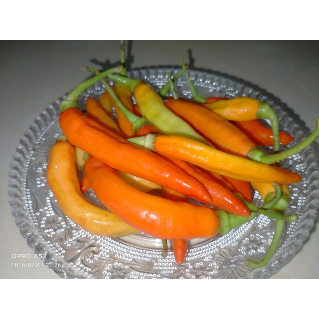 

Cabe Rawit Merah, Cabe Rawit, Cabe Setan