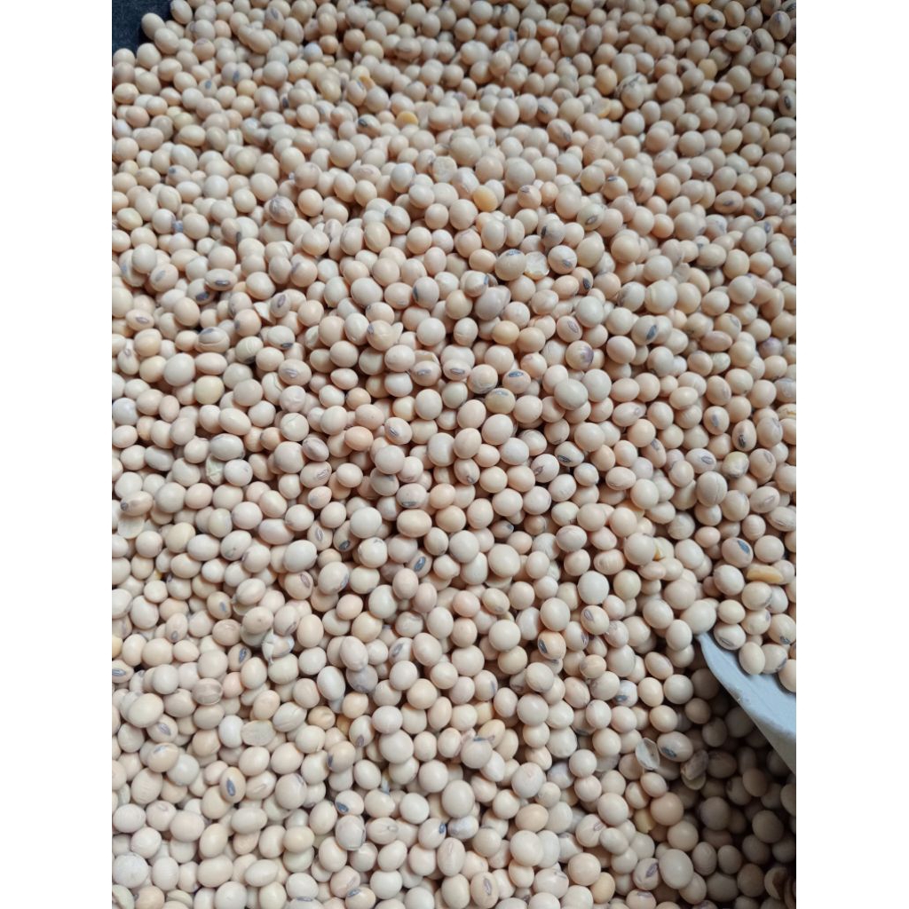 

10 KG KEDELAI BOLA USA GRADE A