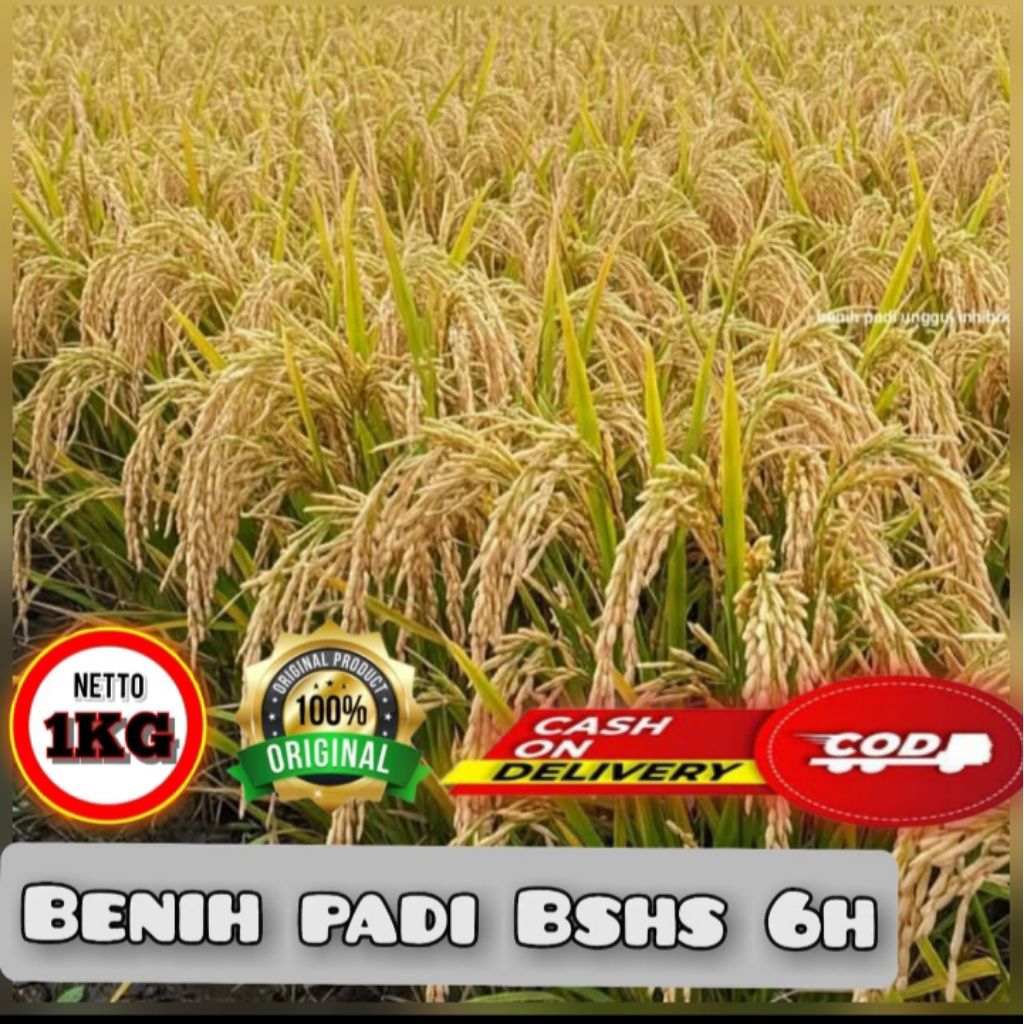 Benih padi bshs 6H kemasan 1 kg kualitas unggul