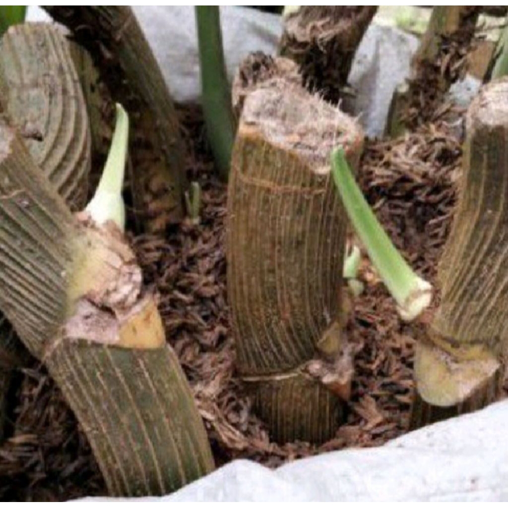 Stek bongol monstera ekor naga