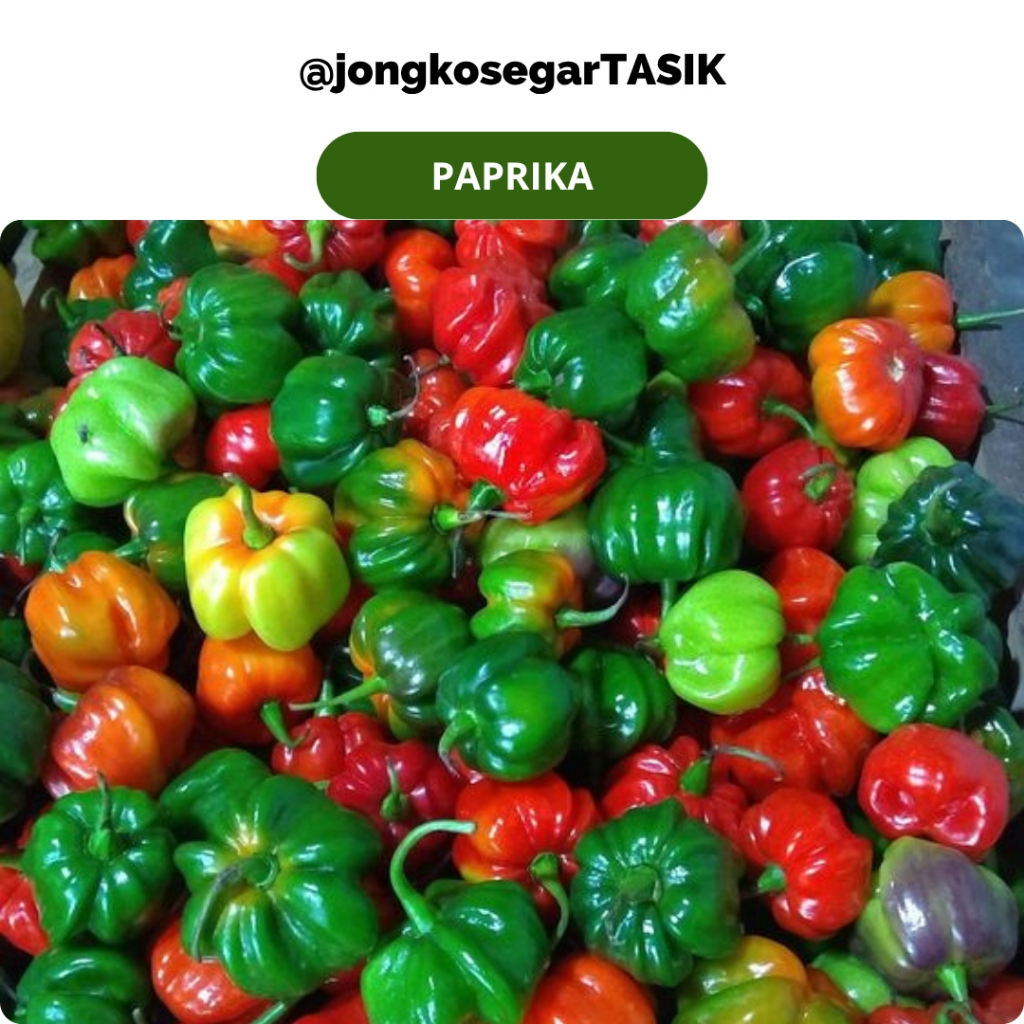 

jongkosegarTASIK - Cabai Paprika Segar 150-250 gram