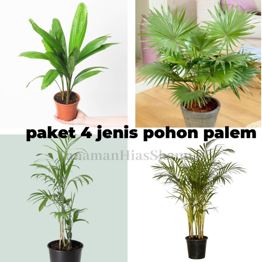 Promo COD PAKET 4 JENIS POHON PALEM - PALM KUNING - PALEM KIPAS - PALEM KOL - PALEM KOMODORIA - tana