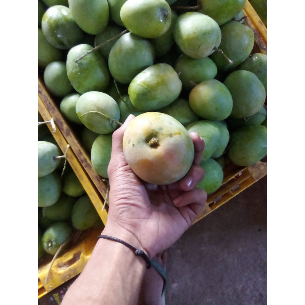 

MANGGA GEDONG SUPER INDRAMAYU