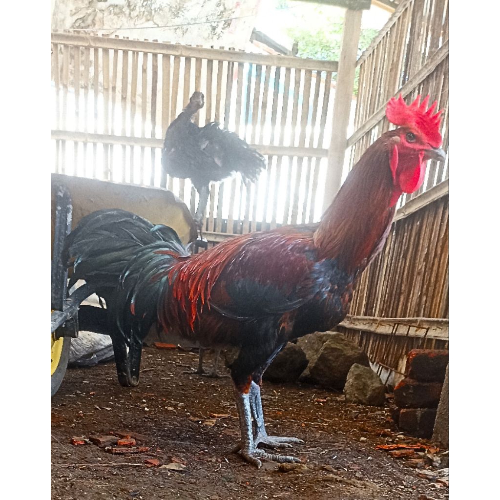 Ayam Pelung Dewasa/Ayam Pelung Jago/Ayam Pelung Jantan