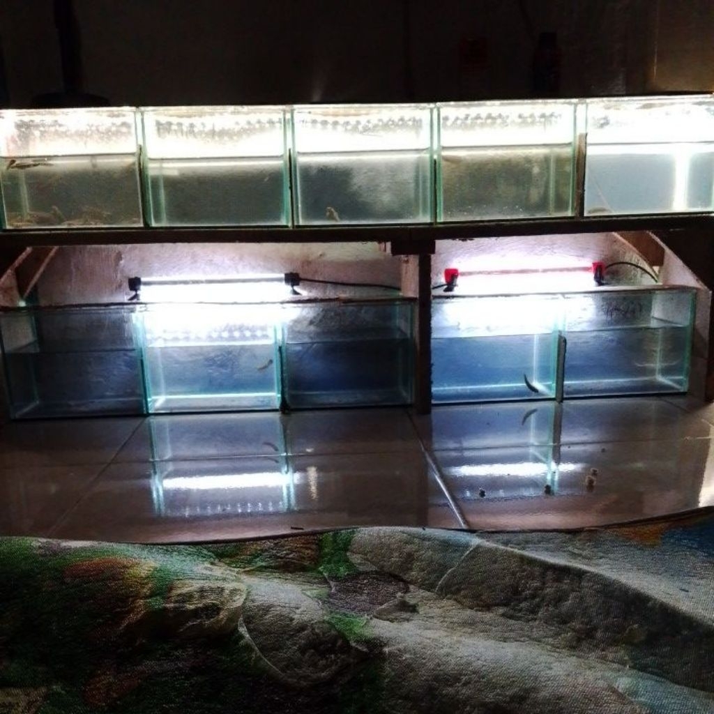 

stiker chana limbata omyok